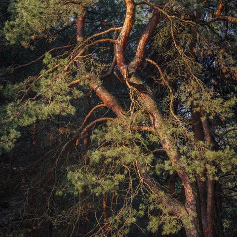 DSCF2343