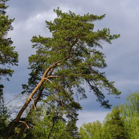 DSCF2442