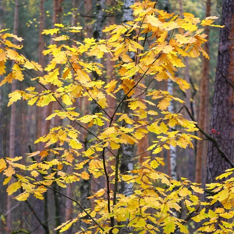 DSCF2917